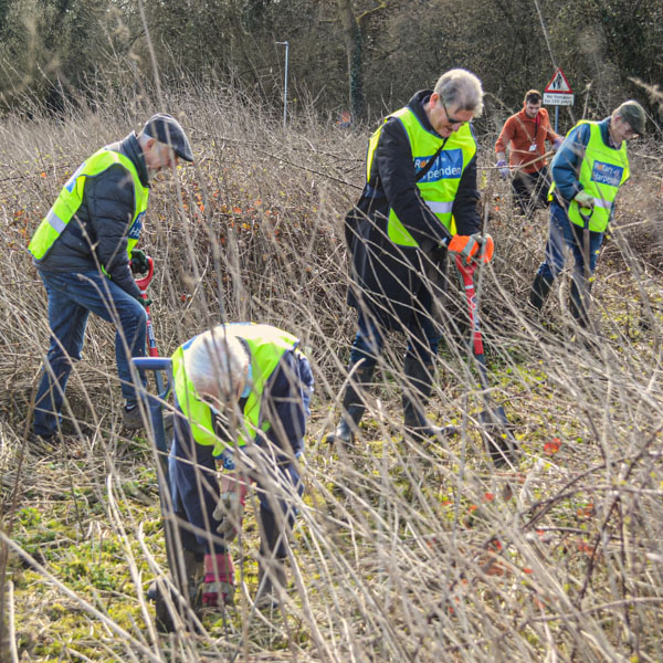 Rotary in Harpenden members planting hedging in the Batford Springs area.