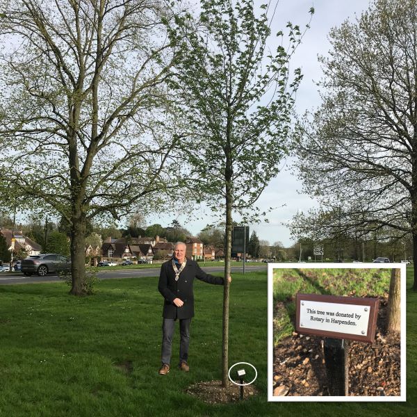 With almost all large specimens of elm having been lost to Dutch Elm Disease, a new specimen, highly resistant to the disease, has been planted on Harpenden Common.

The gift of Rotary in Harpenden, the new tree stands close to the footpath linking Rothamsted Park with the southern end of the High Street.